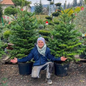 Normandská jedľa (Abies Nordmanniana) - výška: 130-150 cm, kont. C10L